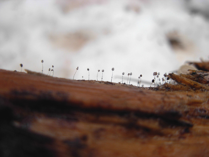 DICTYOSTELIUM