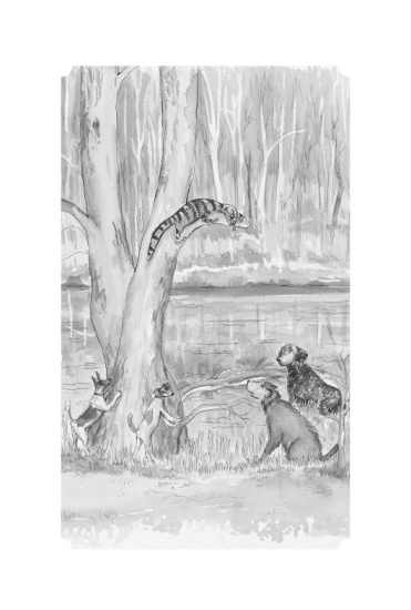 aventurile_unui_baiat_din_australia_int1