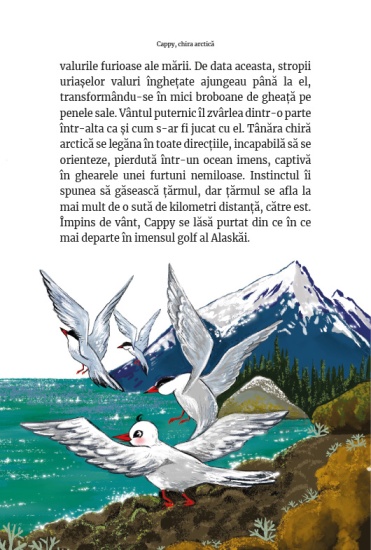 cappy chira arctica int2
