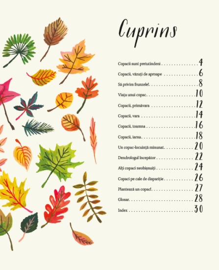 natura din jurul nostru copacii cuprins