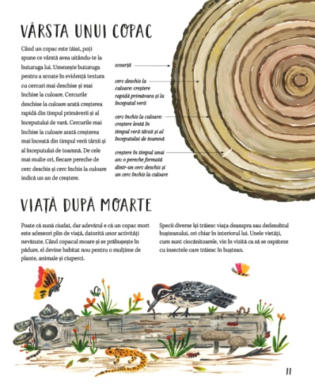 natura din jurul nostru copacii int2