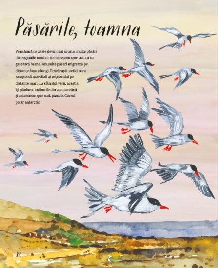 natura din jurul nostru pasarile int2