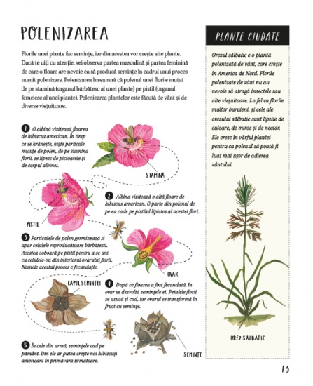 natura din jurul nostru plantele int1