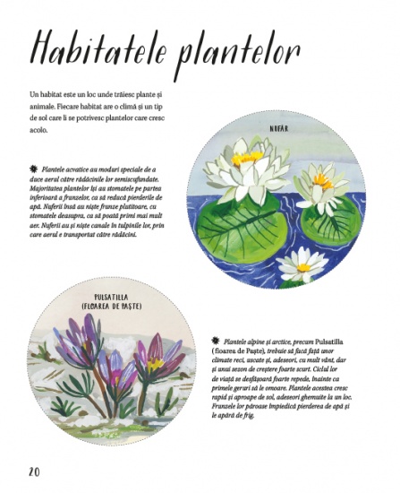 natura din jurul nostru plantele int2