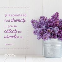 1537186790-evs